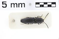 Foto (Dorsalansicht) von Alaolacon cyanipennis (NHMW-ZOO-COL-0010251)